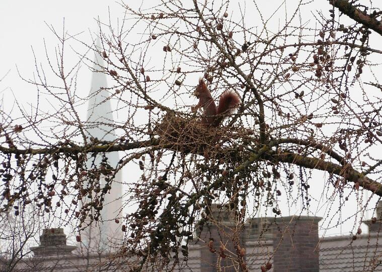In der Innenstadt sind vor allem Eichhörnchen zu sehen. Dieses Exemplar fotografierte Leserin Gaby Wiedemann aus dem 5. Stock ihrer Wohnung.