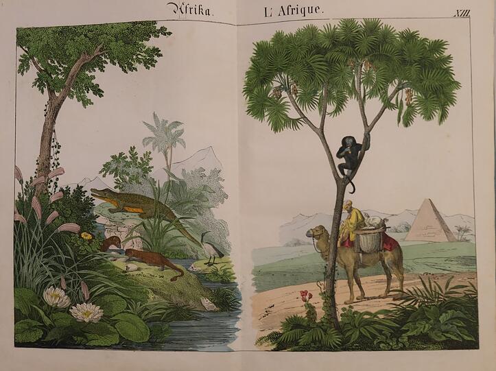 Kolorierte Zeichnungen exotischer Tiere - hier Krokodil und Kamel aus "Afrika".