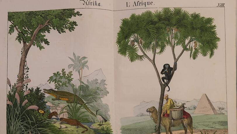 Kolorierte Zeichnungen exotischer Tiere - hier Krokodil und Kamel aus "Afrika". Kolorierte Zeichnungen exotischer Tiere - hier Krokodil und Kamel aus "Afrika".