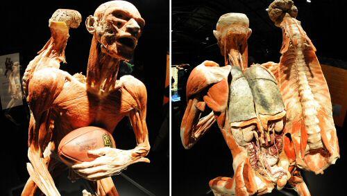Das Plastinat 'Rugby Gladiator' aus der Ausstellung 'Körperwelten' Das Plastinat 'Rugby Gladiator' aus der Ausstellung 'Körperwelten'