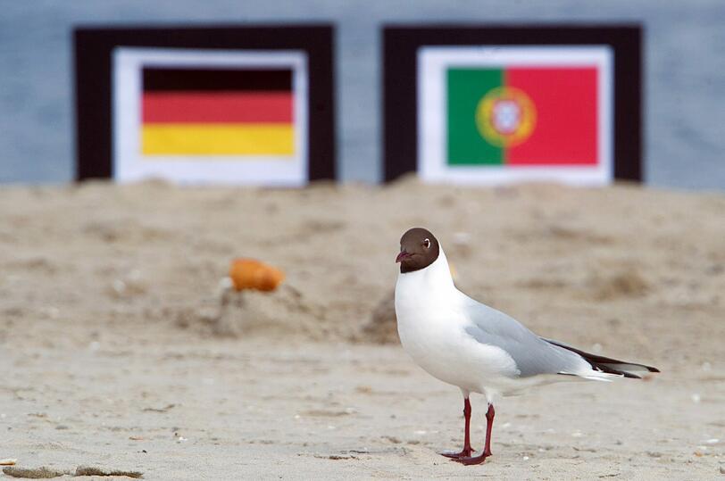 Im hohen Norden auf Usedom trainieren seit Wochen Möwen. Sie müssen zwei Brötchen vor Schildern mit Nationalflaggen anfliegen - was sie anfangs verunsicherte. "Die Möwen trauen sich inzwischen mehr zu. Sie kennen jetzt die Situation", sagt Thorald Weihs von der Usedomer Tourismus GmbH. Auch sie setzen auf Polen im ersten Spiel.