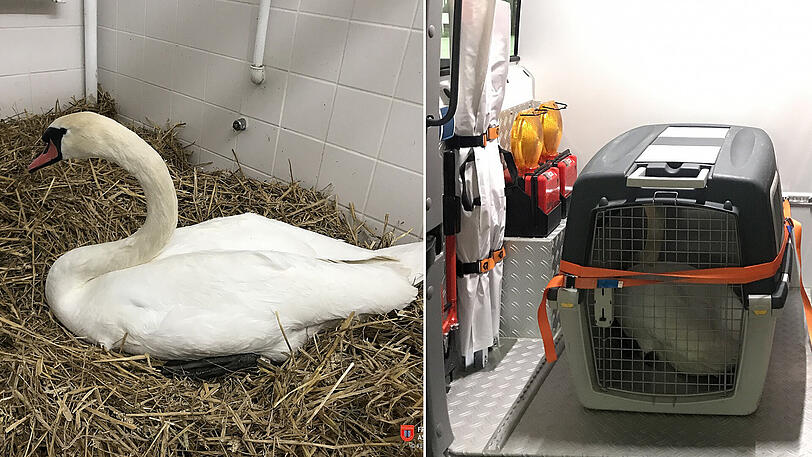 Schwan Sepp im Tierhheim München. Rechts im Bild saß er noch in der Transportbox der Feuerwehr.