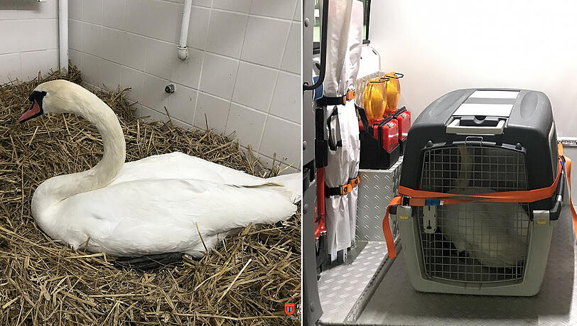 Schwan Sepp im Tierhheim München. Rechts im Bild saß er noch in der Transportbox der Feuerwehr. Schwan Sepp im Tierhheim München. Rechts im Bild saß er noch in der Transportbox der Feuerwehr.