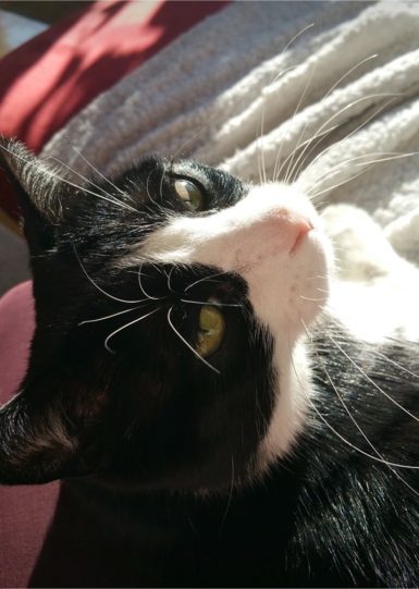 Chico
