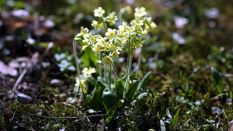 Der Frühling bringt die Blütenpracht zurück nach München.