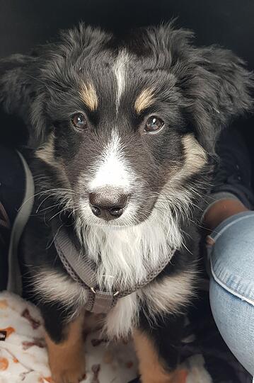Bailey