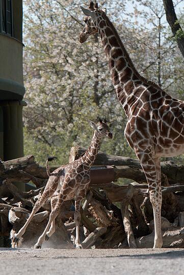 Ein zuckersüßes Giraffenbaby wartet im Tierpark Hellabrunn auf Besucher. Zwei Wochen ist es gerade alt. Hier gibt's schon mal die nettesten Fotos von dem putzigem Tierchen.