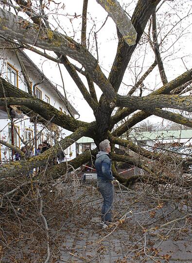 Da hat es wumm gemacht: Vor dem Münchner Tierheim hat Orkan &bdquo;Niklas&ldquo; einen riesigen Baum zu Fall gebracht. Dieser landet direkt vor der Eingangstür.