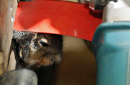 In Not geraten: Ein Eichhörnchen hat sich in Perlach in einem Gullydeckel verfangen - Die Feuerwehr befreite den Nager aus seiner misslichen Lage.