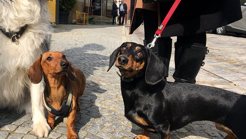 Während Corona haben sich viele Münchner einen Hund zugelegt.