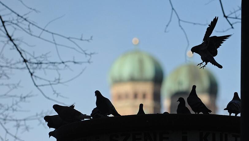 Bekommen die Tauben bald mehrere neue Taubenschläge in der Stadt?