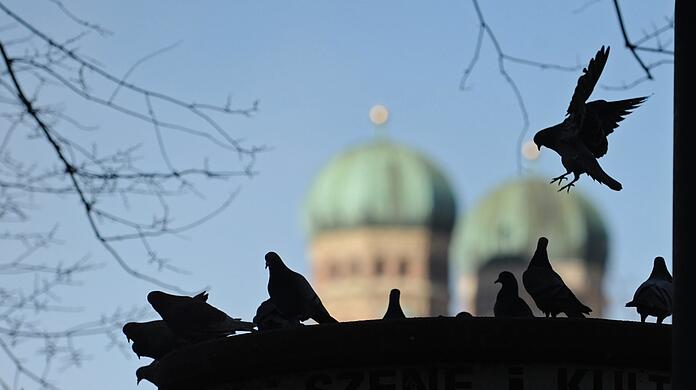 Zahlreiche Tauben sitzen auf einer Litfaßsäule am Viktualienmarkt. (Archivbild)