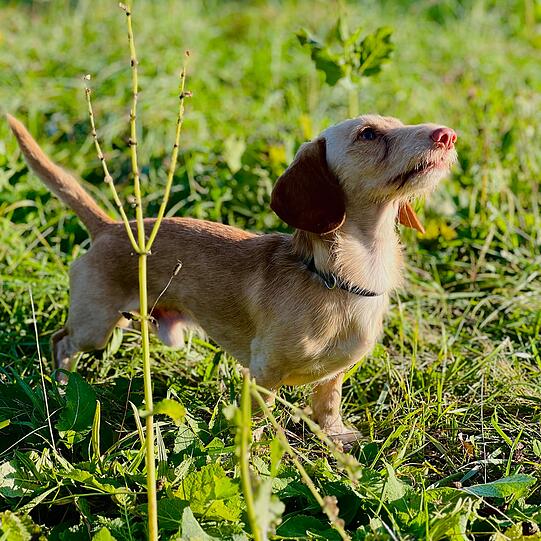 Theo ist eine emotionale Unterstützung in allen Lebenslagen, er ist für jeden Spaß zu haben und gleichzeitig sehr verkuschelt. Er ist sehr kommunikativ und wir haben eine sehr enge Bindung.