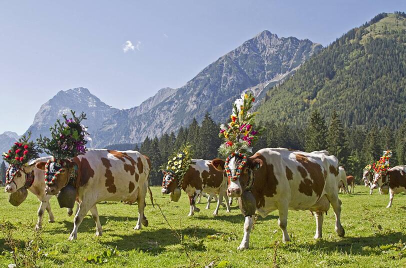 Berge, Kühe, weiß-blauer Himmel - hat eh die CSU erfunden, oder?