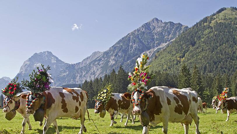 Berge, Kühe, weiß-blauer Himmel - hat eh die CSU erfunden, oder? Berge, Kühe, weiß-blauer Himmel - hat eh die CSU erfunden, oder?