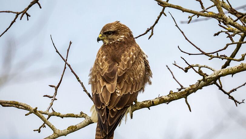 In Niederbayern sind möglicherweise vier Mäusebussarde gewildert worden. Die Kadaver wurden laut Polizei in einem Wald im Landkreis Rottal-Inn entdeckt. (Illustration)
