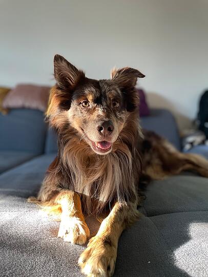 Eddy hat von Geburt an Arthrose und darf deswegen viele Dinge nicht machen, aber dennoch ist er immer super fröhlich und lebensfroh und man kann alles mit ihm machen. Auf seinem Instagram Account @our.sweet.eddy können alle seine guten und schlechten Tage mitverfolgen.