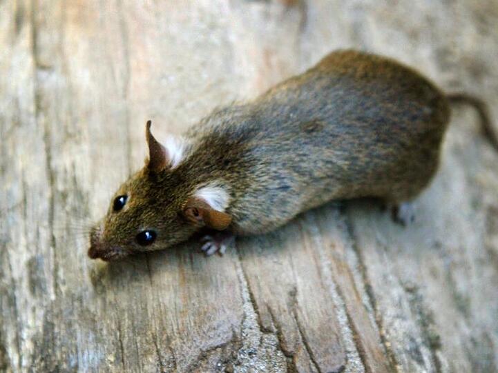 Das Symbolbild zeigt eine Ratte in einer Parkanlage.