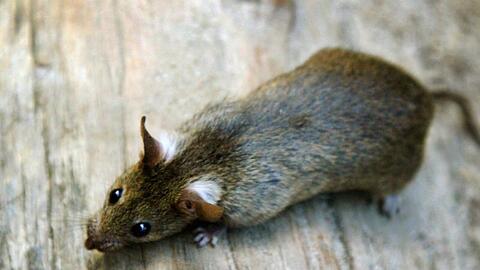 Das Symbolbild zeigt eine Ratte in einer Parkanlage.