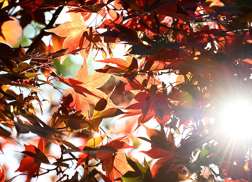 Bringt der Altweibersommer nochmal sommerliche Temperaturen im September? Aktuelle Vorhersagen sind sich einig. Bringt der Altweibersommer nochmal sommerliche Temperaturen im September? Aktuelle Vorhersagen sind sich einig.