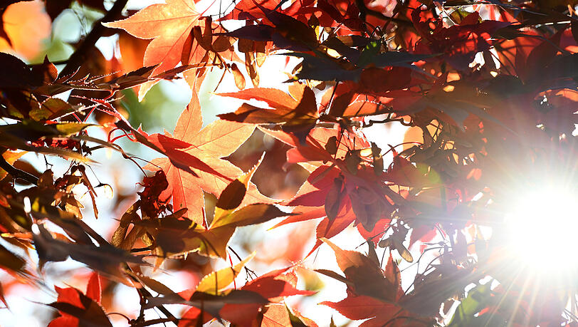 Bringt der Altweibersommer nochmal sommerliche Temperaturen im September? Aktuelle Vorhersagen sind sich einig. Bringt der Altweibersommer nochmal sommerliche Temperaturen im September? Aktuelle Vorhersagen sind sich einig.