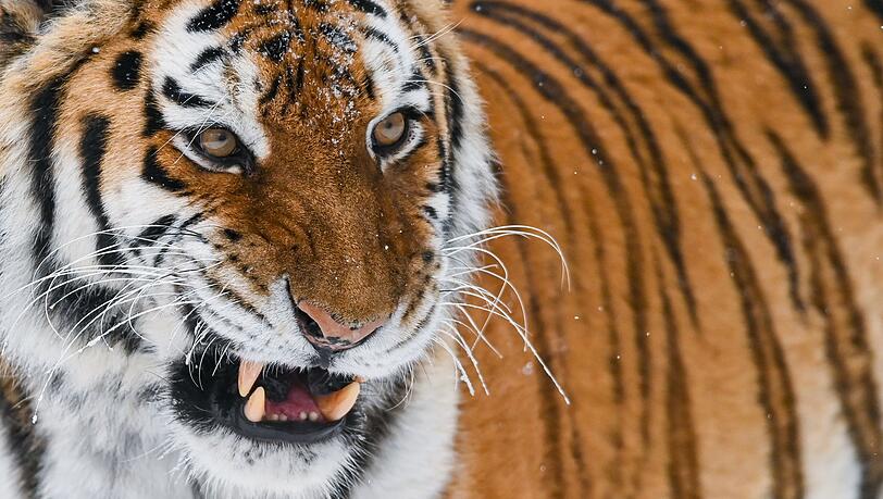 Der sibirische Tiger oder Amur-Tiger ist die größte Raubkatze der Welt. In einem Zoo in England wurde ein Mann von einem der Tiere getötet, nachdem er dessen Gehege betreten hatte. (Illustration) Der sibirische Tiger oder Amur-Tiger ist die größte Raubkatze der Welt. In einem Zoo in England wurde ein Mann von einem der Tiere getötet, nachdem er dessen Gehege betreten hatte. (Illustration)