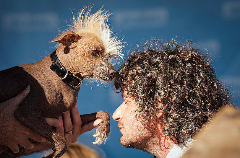 Weitere Bilder des "Ugliest Dog"-Wettbewerbs aus den USA.