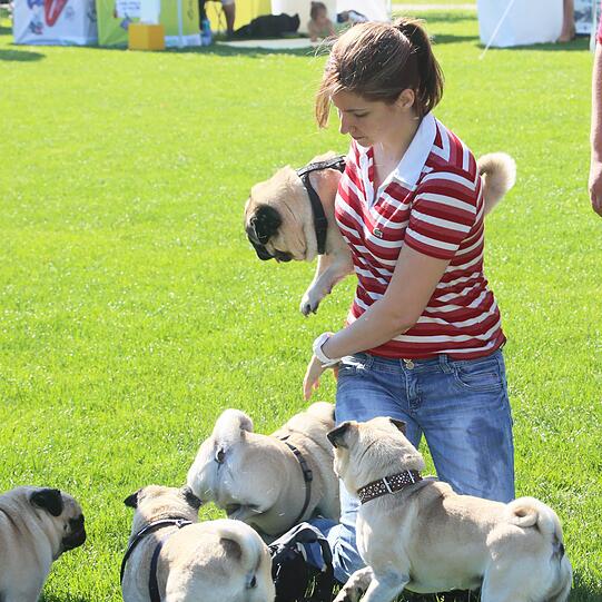Weitere Bilder vom Mopsrennen in Riem.