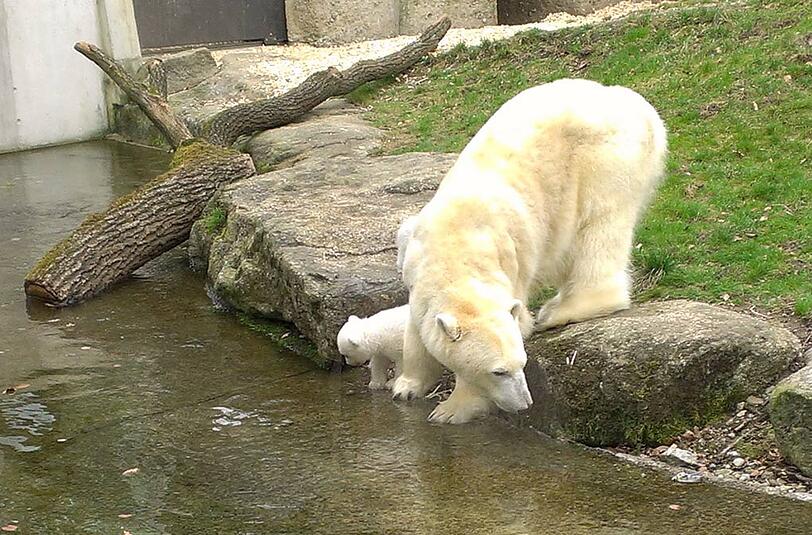 Weitere Bilder von der Vorstellung der Eisbären-Babys.