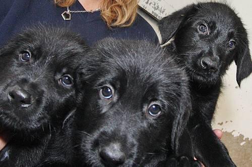 Wollt ihr uns nicht mit nach Hause nehmen? Drei der sieben am Samstag ausgesetzten Schnauzer-Mischlinge im Tierheim Nürnberg-Fürth.
