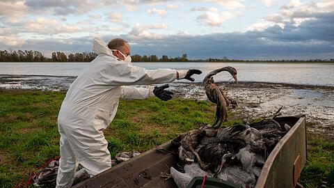 Die Geflügelpest hat in diesem Herbst besonders Kraniche erfasst. Tausende Tiere erlagen dem Virus. (Illustration)