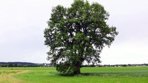 Stieleiche
