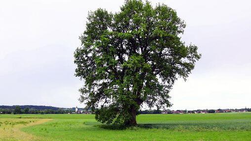Stieleiche Stieleiche