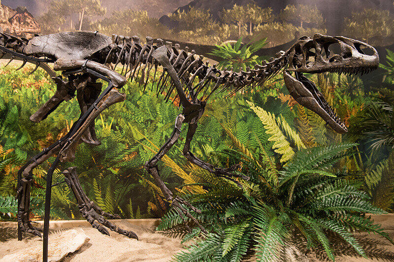 Das Skelett eines Baby-Dinosauriers der Gattung Allosaurus, aufgenommen am 11.03.2016, steht im Urweltmuseum in Bayreuth (Bayern).