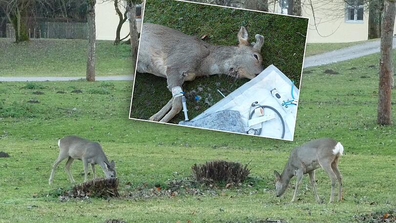 Bei diesigem Wetter äsen die Rehe in Nymphenburg gelegentlich auch tagsüber auf den Wiesen. Ein Rehbock (kl. Foto) wurde am Dienstag gerissen.