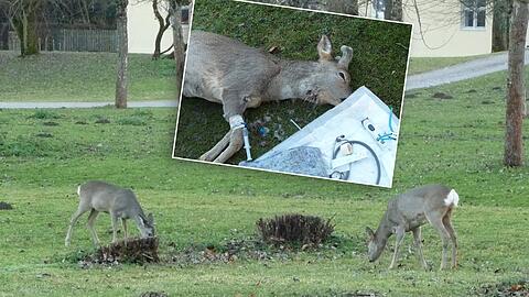 Bei diesigem Wetter äsen die Rehe in Nymphenburg gelegentlich auch tagsüber auf den Wiesen. Ein Rehbock (kl. Foto) wurde am Dienstag gerissen.