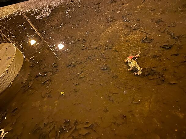 Orleansplatz: Rattenkadaver in Brunnen und Pfützen Orleansplatz: Rattenkadaver in Brunnen und Pfützen