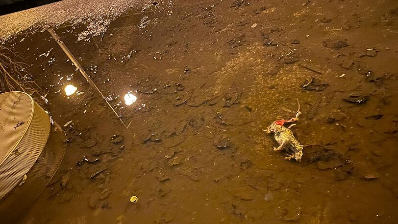 Orleansplatz: Rattenkadaver in Brunnen und Pfützen Orleansplatz: Rattenkadaver in Brunnen und Pfützen