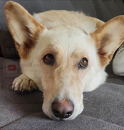 Bonnie
