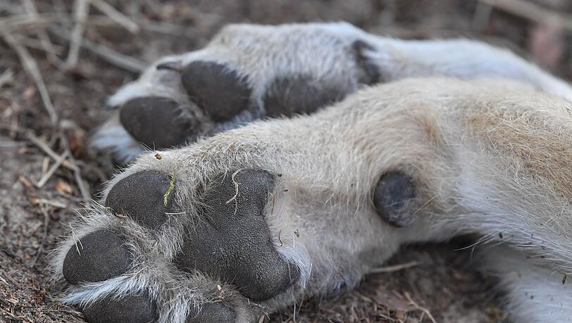 Ein im Landkreis Regensburg gefundener toter Wolf könnte erschossen worden sein.(Symbolbild)