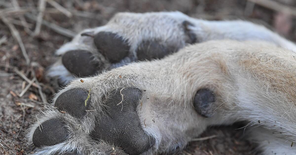Toter-Wolf-gefunden-Ermittler-eingeschaltet