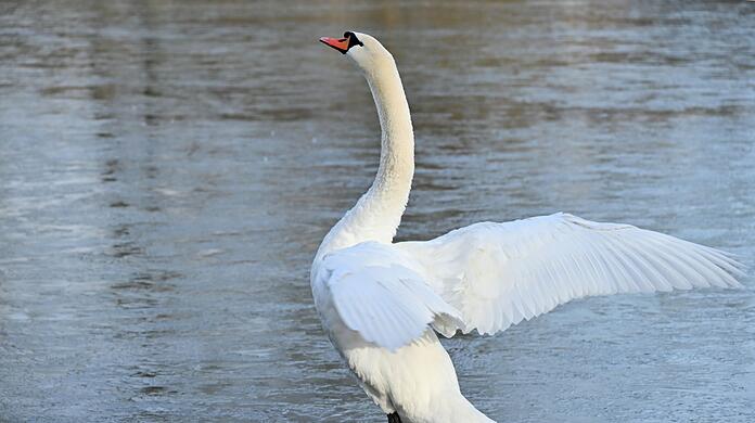 Bei einem Schwan in der Nähe der Thalkirchner Brücke wurde die Geflügelpest festgestellt. (Symbolfoto)