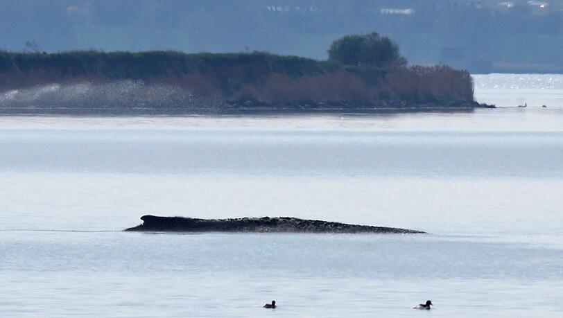Ein neuer Rettungsversuch ist geplant.