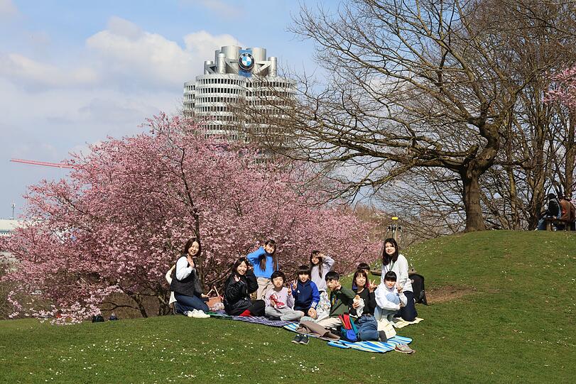 Eine Gruppe junger Japaner beim Picknick an einem Kirschbaum.