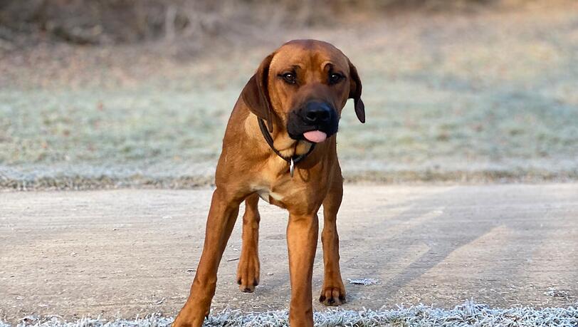 Duke wurde auf der A96 von einem Auto erfasst, er war sofort tot.