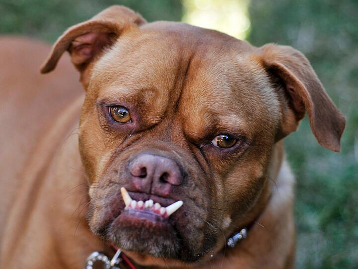 2009 noch "Sieger", musste sich Pabst, ein Boxer-Mix beim 2010er Wettbewerb zum hässlichsten Hund der Welt dem Chihuahua-Mix geschlagen geben.