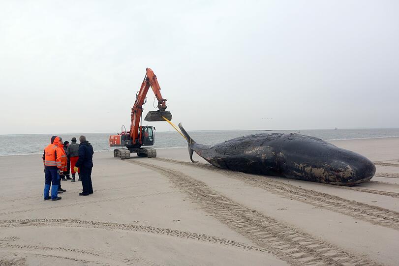 Auf der Nordseeinsel Wangerooge haben die Vorbereitungsarbeiten für den Abtransport der beiden dort gefundenen toten Pottwale bereits begonnen.