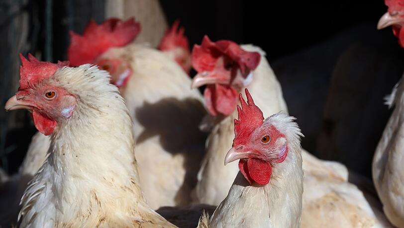 Fast 40.000 Legehennen m&uuml;ssen in einem Betrieb im Landkreis Erding get&ouml;tet werden (Symbolbild).