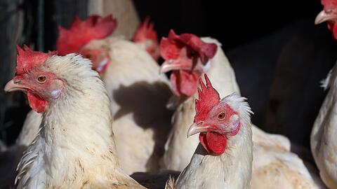 Fast 40.000 Legehennen m&uuml;ssen in einem Betrieb im Landkreis Erding get&ouml;tet werden (Symbolbild).
