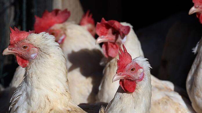 Fast 40.000 Legehennen müssen in einem Betrieb im Landkreis Erding getötet werden (Symbolbild). Fast 40.000 Legehennen müssen in einem Betrieb im Landkreis Erding getötet werden (Symbolbild).